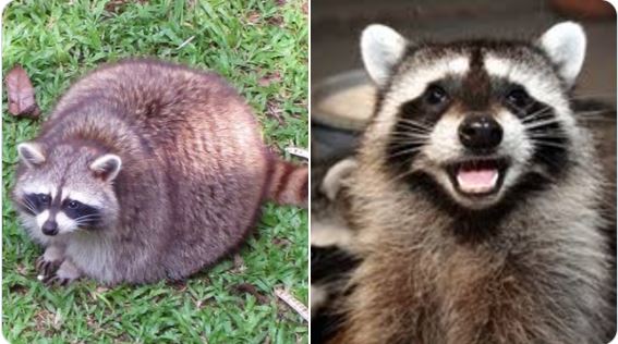 I have nominated the Fat Racoon in charge of health department.