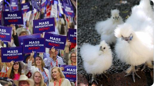 If we look at people on the posted picture of Dr. Trump Mass Deportation Now Law all people look like exotic white chickens.