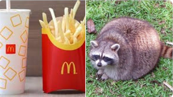 Fat Racoon loves junk and process food, Chick-Fil-A, and food has been addicted to her like drug.